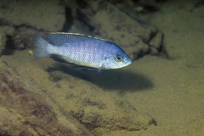 Protomelas fenestratus 'Gome'